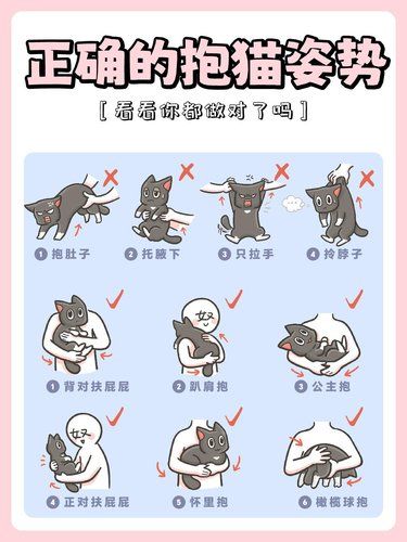 抱猫秘籍大公开❗你真的抱对了吗