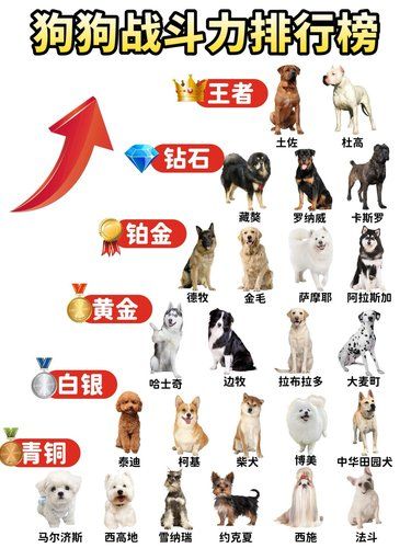 狗狗战斗力大揭秘❗你家宝贝排哪级