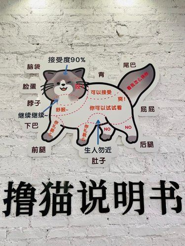 撸猫说明书