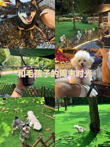 宠物友好咖啡屋