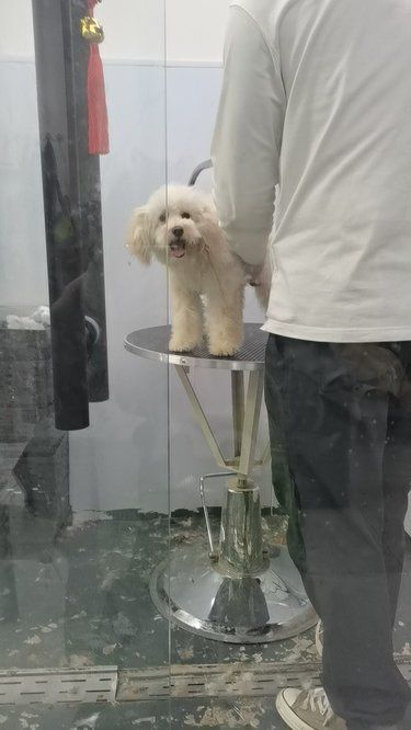 洗个澡变身宠物干洗师