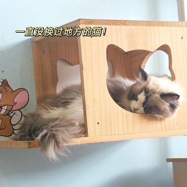 猫猫