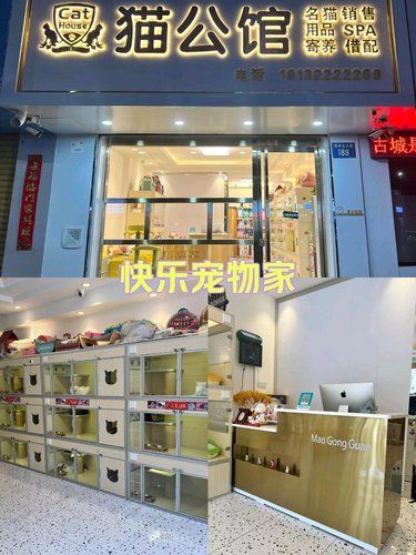强推！能洗暴躁小猫的宝藏宠物店！