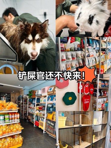 保定❗️❗️铲屎官们的理想宠物店[比心]