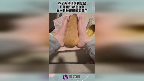 养了两只很大的仓鼠，可能两只都是白色，有一只被暖脚就变黄了！