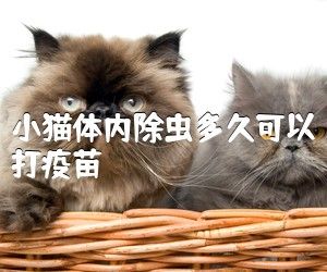 小猫体内除虫多久可以打疫苗