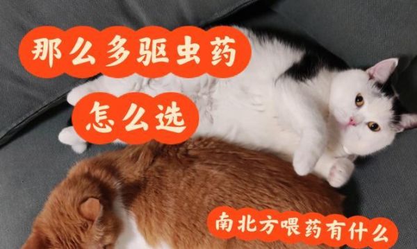 养宠物必知（做好猫咪体外除虫）