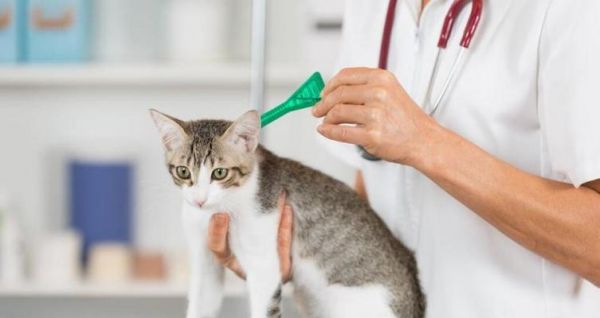 猫咪除虫费用全解析（从宠物健康角度出发）