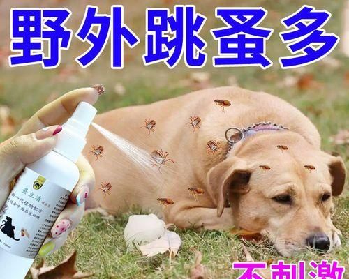 猫咪除虫费用全解析（从宠物健康角度出发）