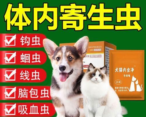 如何正确使用驱虫药为猫咪除虫（宠物猫咪驱虫药的正确使用方法和注意事项）