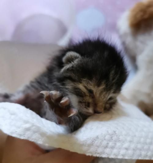 如何喂养小奶猫（羊奶是最好的选择）