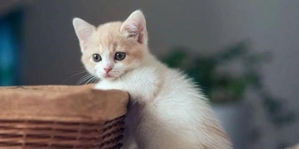 猫咪驱虫计划（分步骤指南）