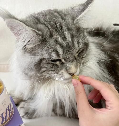 如何给宠物猫咪喂食胶囊（教你正确使用胶囊来喂养你的爱猫）