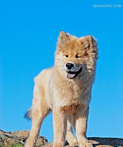欧亚大陆犬的饲养指南（宠物爱好者必读）