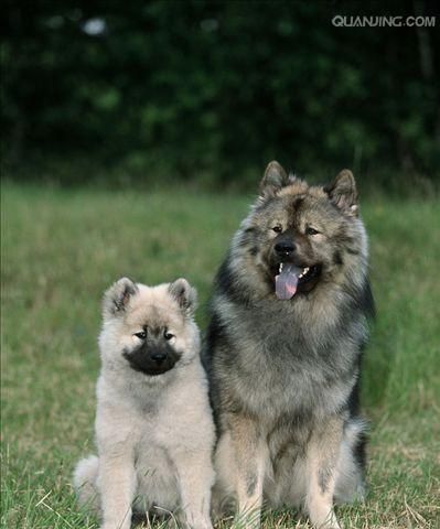 欧亚大陆犬的饲养指南（宠物爱好者必读）