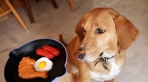 如何改掉狗狗挑食毛病（以宠物为主，让狗狗爱上健康食品）