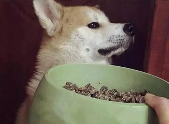 如何改掉狗狗挑食毛病（以宠物为主，让狗狗爱上健康食品）