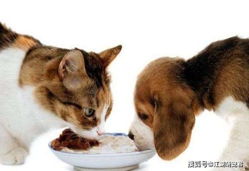 “猫粮转干粮，狗狗适应期多久？”