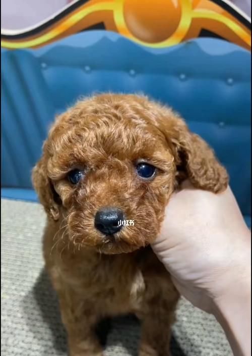 泰迪犬幼犬吃什么狗粮好（以宠物为主）