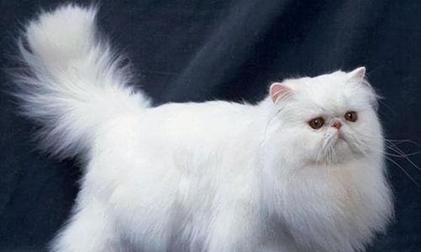 8个月大的猫咪体重多少才算健康（宠物猫咪的体重标准）