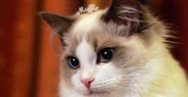 8个月大的猫咪体重多少才算健康（宠物猫咪的体重标准）