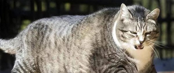 8个月大的猫咪体重多少才算健康（宠物猫咪的体重标准）