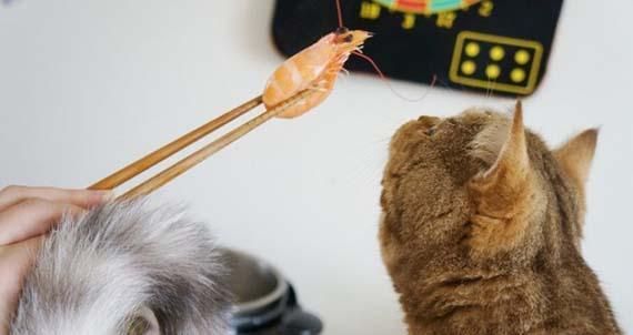 猫对食物吃不停怎么办？如何控制猫咪的饮食习惯？