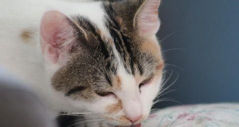 猫对食物吃不停怎么办？如何控制猫咪的饮食习惯？