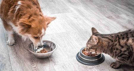 猫对食物吃不停怎么办？如何控制猫咪的饮食习惯？