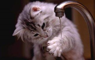 “猫咪减肥食谱,轻松瘦身秘诀!”