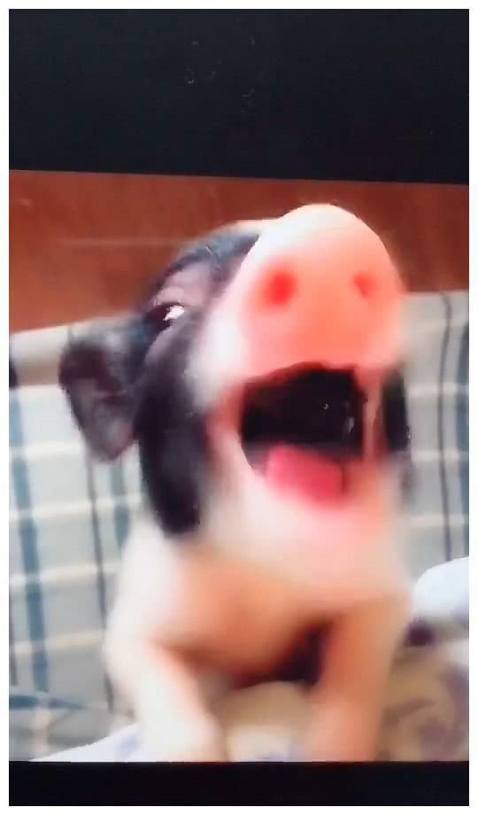 女子养小猪做宠物，猪窝放在自己床边，每天睁眼都看到这幅画面