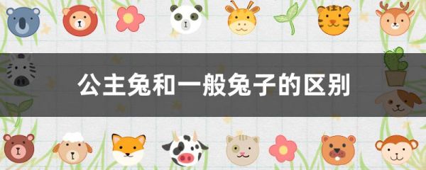 公主兔和一般兔子的区别