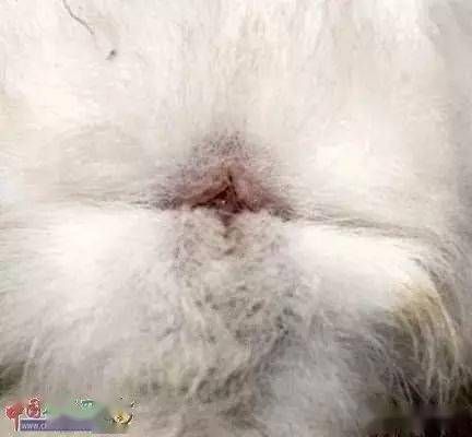 怎么从外表看兔子公母（如何分辨兔子的性别特征）