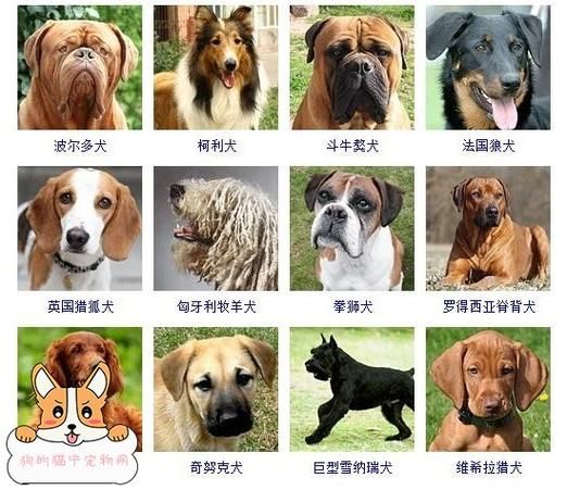几种顶级宠物品种图鉴鉴定（宠物品类大全）
