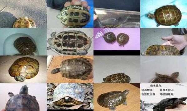 宠物龟品种