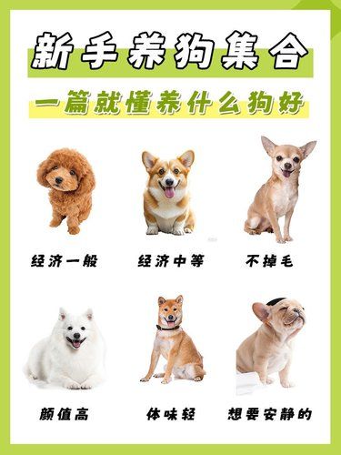 新手养狗秘籍来啦