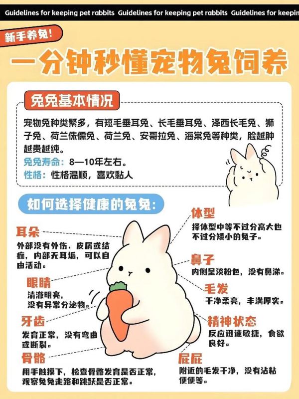 宠物兔子喂养,宠物兔子喂养方法