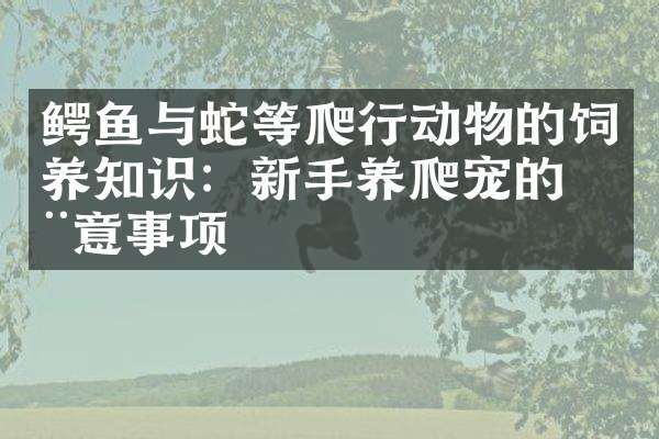 鳄鱼与蛇等爬行动物的饲养知识：新手养爬宠的注意事项