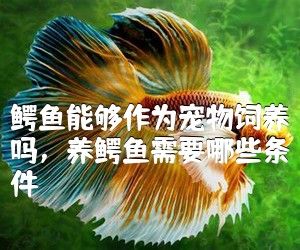 鳄鱼能够作为宠物饲养吗，养鳄鱼需要哪些条件