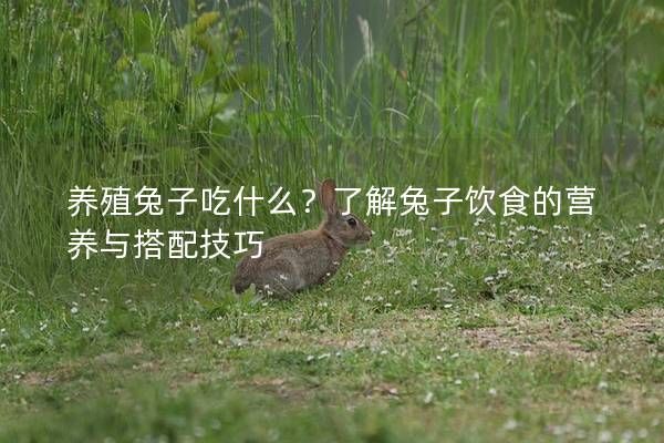 养殖兔子吃什么？了解兔子饮食的营养与搭配技巧