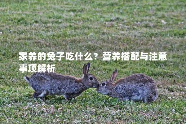 家养的兔子吃什么？营养搭配与注意事项解析