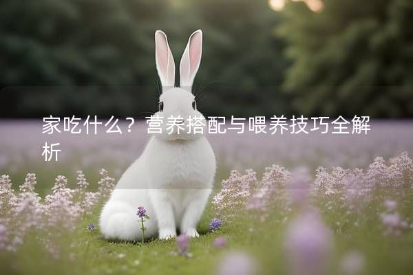 家吃什么？营养搭配与喂养技巧全解析