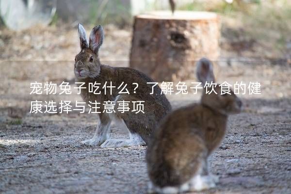 宠物兔子吃什么？了解兔子饮食的健康选择与注意事项
