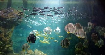 广州水族馆鱼市，宠物爱好者聚集地
