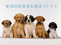 “宠物养护秘籍,一键上门服务!”