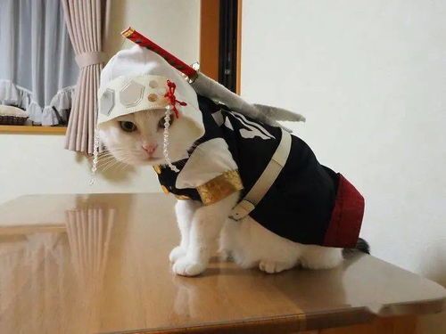 萌宠服饰教程，训练师学校必备攻略