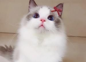 星海布偶猫的异域风情（探秘布偶猫的神秘世界）