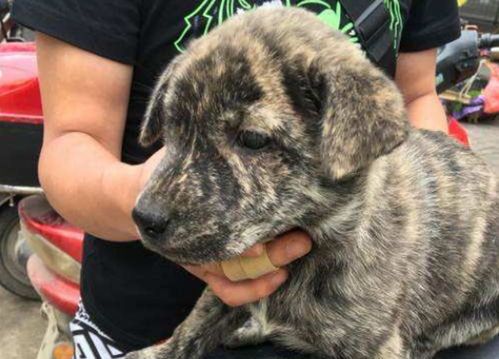 十大猛犬稀有品种大盘点,宠物控必看!