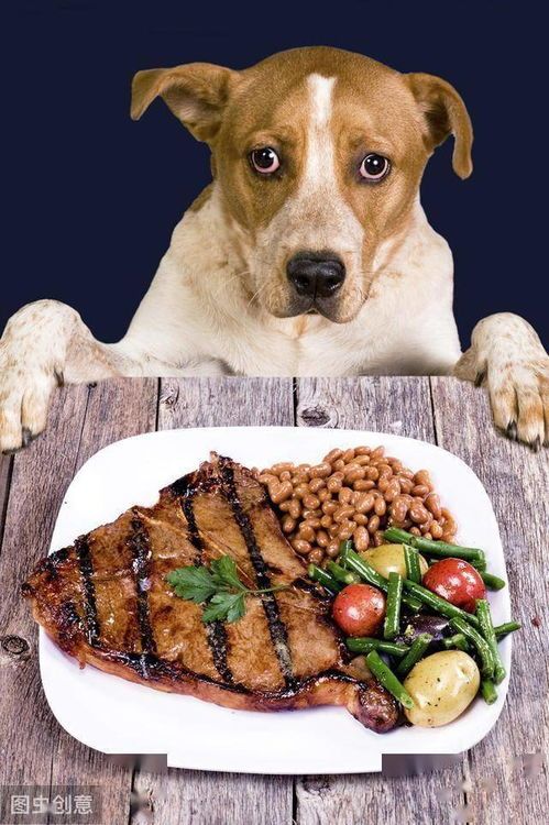 “狗狗营养食谱，这样煮最健康！”