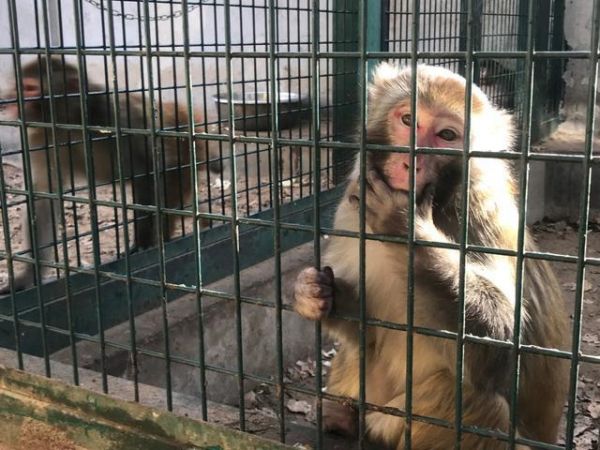 城里为何“猴出没”？把猕猴当宠物，不合法